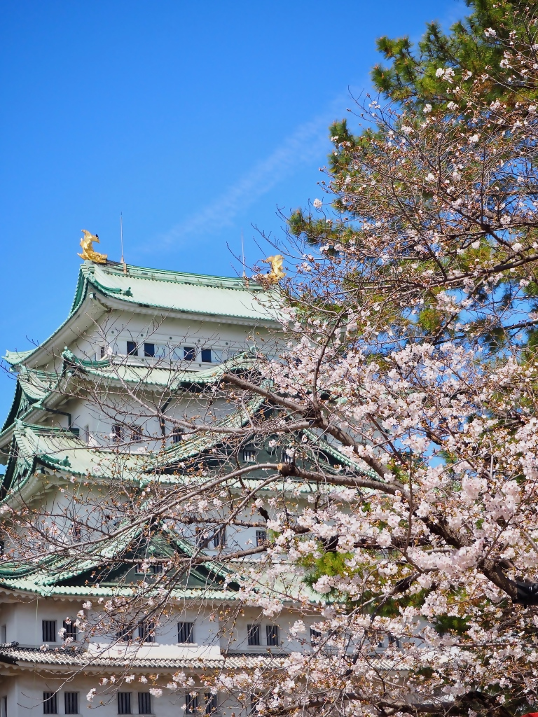 名古屋城の桜